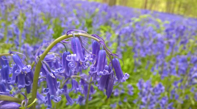 Bluebells.jpg