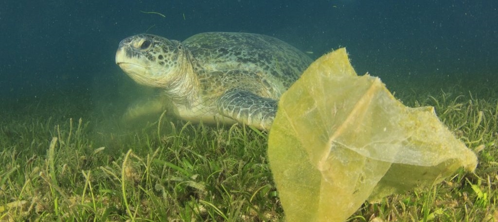 Environmental-problem-plastic-ocean-turtle Environmental-problem-plastic-ocean-turtle