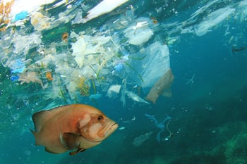 Fish-and-plastic-pollution-microplastics