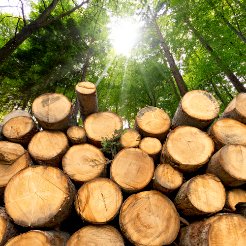 deforestacion
