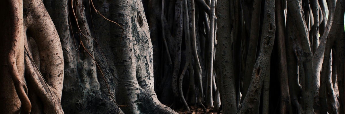 trees-forest-nautre-darkbrown